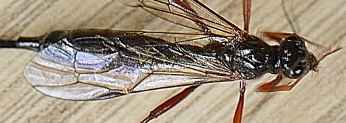 Coleocentrus sp.
